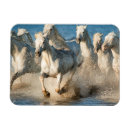 Recherche de cheval camargue magnets Superstock