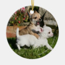 Recherche de chien de chiwawa ornements Faon