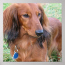 Recherche de hot dog posters Chiot
