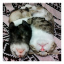 Recherche de furets posters Animal