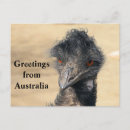 Recherche de oiseau australien cartes postales Emu