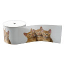 Recherche de chaton rubans Drôle