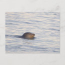 Recherche de phoques cartes postales Vie marine