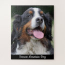 Recherche de chien de montagne bernese puzzles Bernese mountain dog