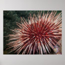 Recherche de scaphandre photographie Mer