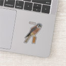 Recherche de faucon coques Rapace