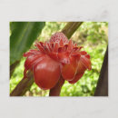 Recherche de torches cartes postales Nature