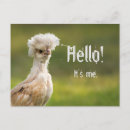 Recherche de poussette cartes postales Poulet