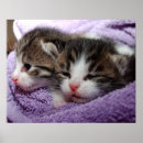 Recherche de somnolent posters Minou