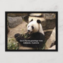 Recherche de pandas géants cartes postales Panda géant
