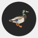 Recherche de drake autocollants Chasse
