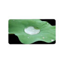 Recherche de lilypad Nénuphar