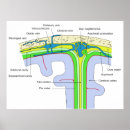 Recherche de cavité art Anatomie