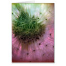 Recherche de graine photographie Dandelion