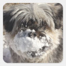 Recherche de nez drôle autocollants Chien