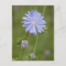 Recherche de flowers cartes postales Toute personne
