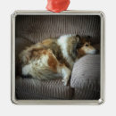 Recherche de colley ornements Lassie