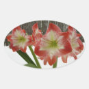 Recherche de amaryllis autocollants Vacances
