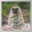 Recherche de mignons de carlin posters Pour tous