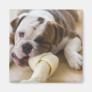 Recherche de regard magnets Animal