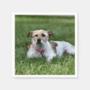 Recherche de jack russel serviettes Mignon