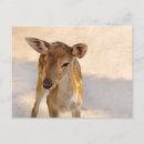 Recherche de faon cartes postales Animal de la forêt
