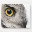 Recherche de hibou cornes tapis souris Faune