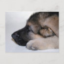 Recherche de chiot berger allemand cartes postales Adorable