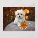 Recherche de chiot de vacances cartes postales Adorable