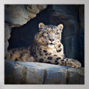 Recherche de taches léopard posters Chat
