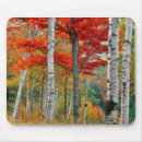 Recherche de forêt bouleau tapis souris Automne