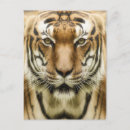 Recherche de tigres cartes postales Portrait