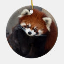 Recherche de panda rouge ornements Mammifère