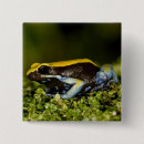 Recherche de vertebre badges Amphibien