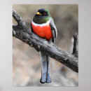 Recherche de trogon Nature
