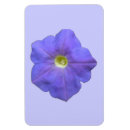 Recherche de pétunia magnets Nature