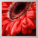 Recherche de gerbera rouge posters Nature