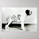 Recherche de chien de bernard art Canine