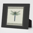 Recherche de libellules plaques Insecte