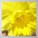 Recherche de daffodil posters Jonquille jaune