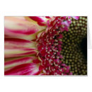 Recherche de gerbera Photographie