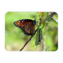 Recherche de papillon de monarque magnets Chenille