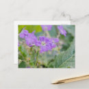 Recherche de géranium cartes postales Botanique