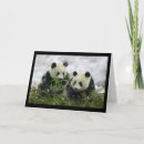 Recherche de panda géant vœux cartes Nature
