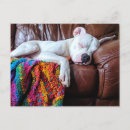 Recherche de pitbull blanc cartes postales Pour tous