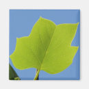 Recherche de photos de tulipe magnets Fleur