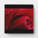 Recherche de macro de fleur maison deco Rose