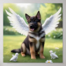 Recherche de chiot berger allemand posters Gsd