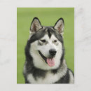 Recherche de malamute cartes postales Mignon