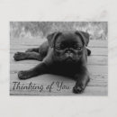 Recherche de salutation de chien Dog